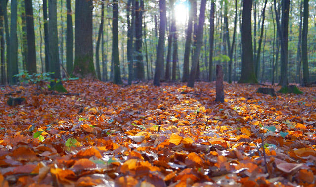Blätter auf dem Waldboden